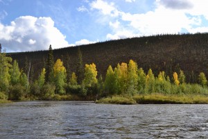 Chatanika River view