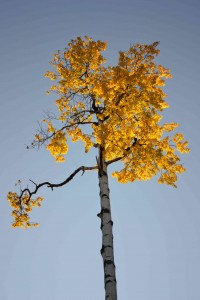 Autumn aspen backlit at sunset