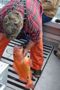 Randy Pyle with a yelloweye rockfish.