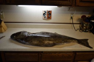 Fileting halibut