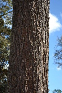 Acorn Woodpecker granary