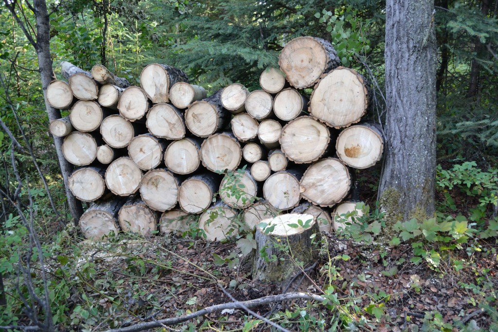 stacked aspen firewood