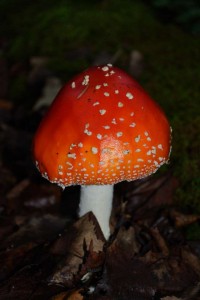 Amanita mushroom