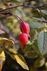 Rose hips