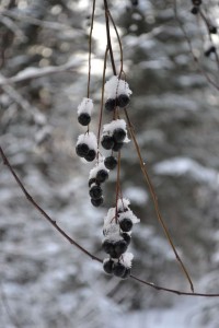 Wet snow on chokecherries