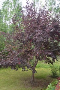 Bird tree -- a chokecherry in our back yard