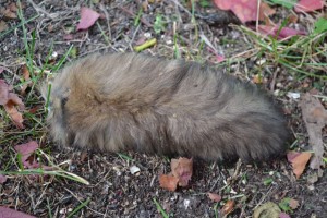 A northern flying squirrel tail. The evidence of the case.