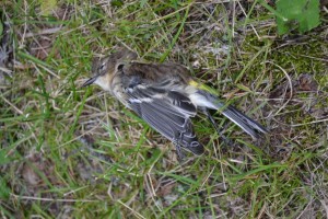 A window-killed Yellow-rumped Warbler.