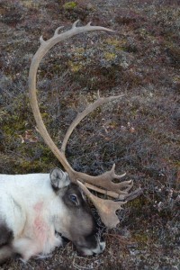 A fine caribou bull (Rangifer tarandus)