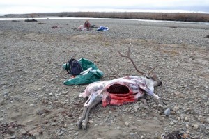 The butchering process begins with skinning, gutting, and cooling