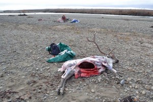 The butchering process begins with skinning, gutting, and cooling