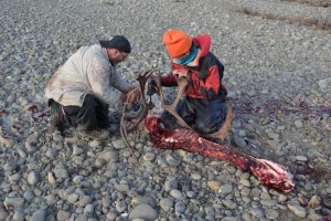 The butchering process ends with taking off the antlers