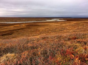 Glassing the country for caribou (photo by Kevin May)