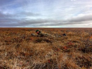Stalking caribou on open tundra (photo by Kevin May)