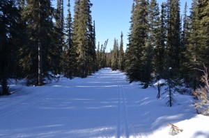 Beautiful March ski trail