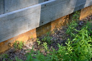 Sun-degraded, old exterior foam insulation.