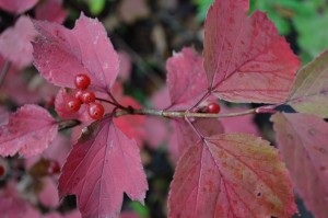 The culprit -- highbush cranberry