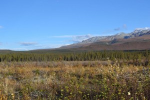 A lovely meadow along the Wood River on a beautiful day. With no moose in it.