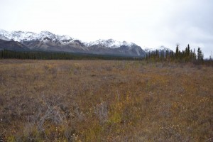 The snow line has come down with the weather, and the meadow still has no moose in it.