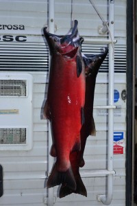 Late-season silver salmon. Zombies headed home.