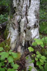 A venerable relic of a birch with fire scarring at its base