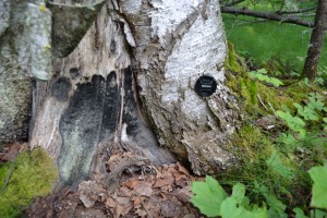 A close-up, with a lens cap for scale on a lobe of post-fire overgrowth. 