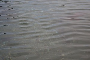 The Delta Clearwater is really clear, and you can see the fish that come close (the reddish hue in this shot is one).