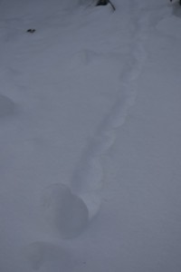 A self-rolling snowball with a conscience.