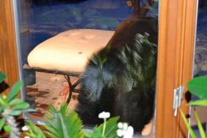 Taking pictures through the window never seems to work, but my that's a large hairy creature out there.