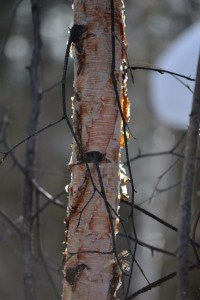 Sunlight highlights the edges of a paper birch.