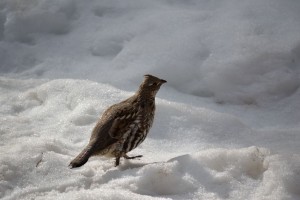 Ruffed Grouse in the back yard