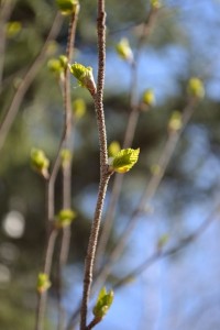 The first leaves of the year are popping out. These are birch.