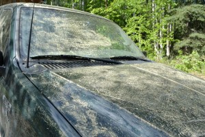 Record levels of tree pollen dust the truck.
