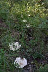 Mushrooms in the genus Russula, on the boreal forest floor in Fairbanks, Alaska.