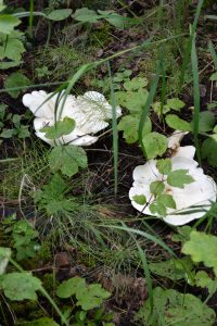 A new crop of Leucopaxillus albissimus mushrooms