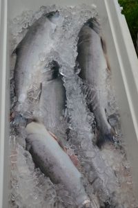 Fresh Copper River red salmon coming home on a bed of ice