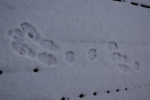 Snowshoe hare