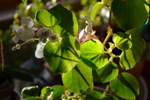 Winter flowers