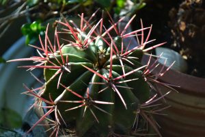 Happy cactus