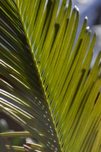 Under the palm tree