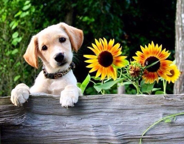 sunshine puppies